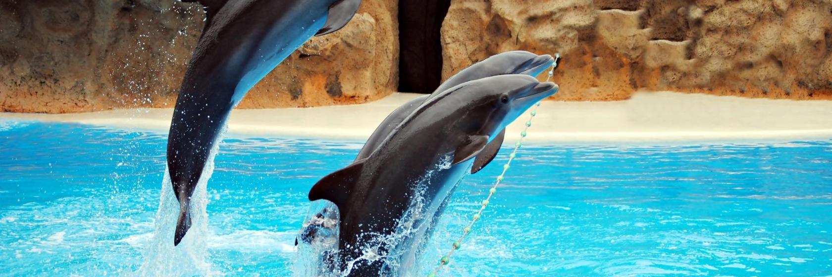 Park wodny Ocean World